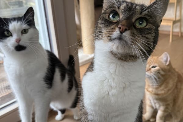 House sit in Benátky nad Jizerou, Czech Republic