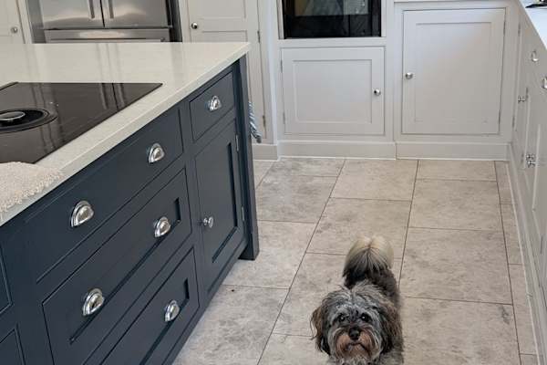 House sit in Guildford, United Kingdom