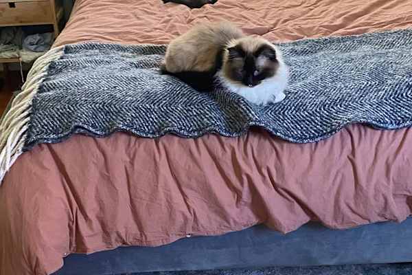 House sit in Asheville, NC, US