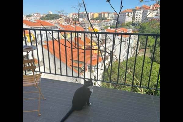 House sit in Lisbon, Portugal