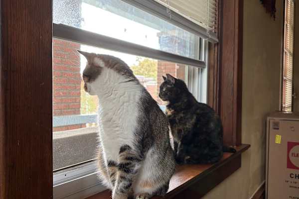 House sit in Kansas City, MO, US