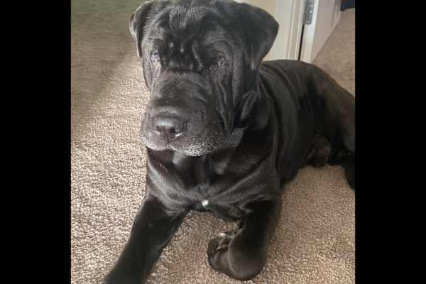 House sit in Lower Hutt, New Zealand
