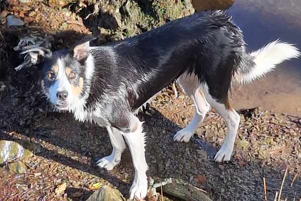 House sit in Langton Green, United Kingdom