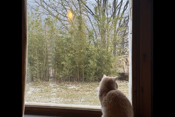 House sit in Mataelpino, Spain