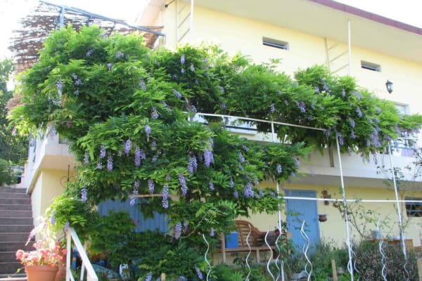 House sit in Nice, France