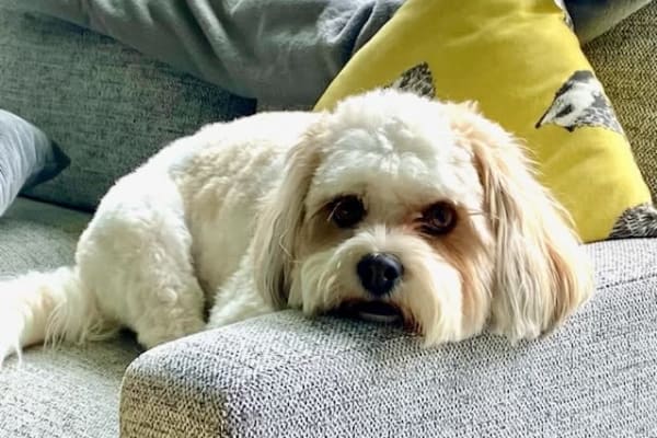 House sit in Stow on the Wold, United Kingdom