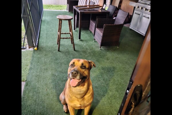 House sit in Kawana Waters, QLD, Australia