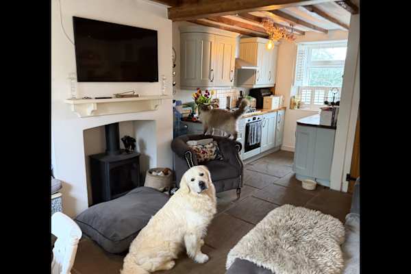 House sit in Hardingstone, United Kingdom