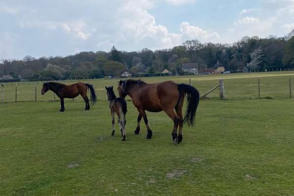 House sit in Fordingbridge, United Kingdom