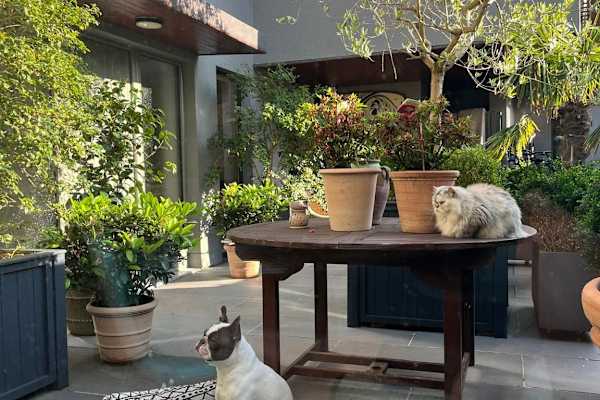 House sit in Dublin, Ireland
