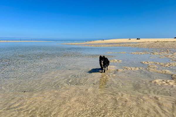 House sit in Hayle, United Kingdom