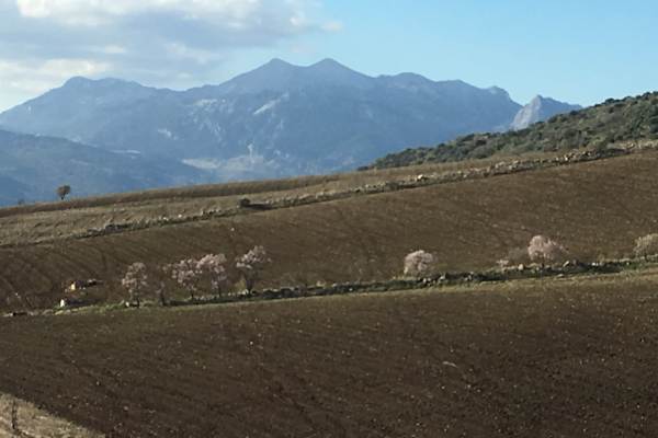 House sit in Montecorto, Spain