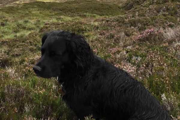 House sit in West Wimbledon, United Kingdom