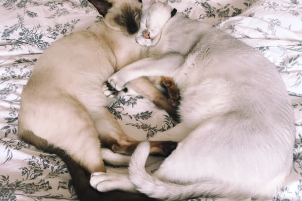 House sit in Melbourne, VIC, Australia