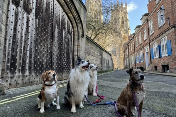 House sit in York, United Kingdom