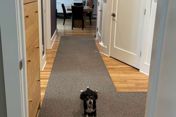 House sit in Brooklyn, NY, US