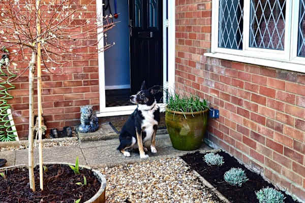 House sit in Norwich, United Kingdom