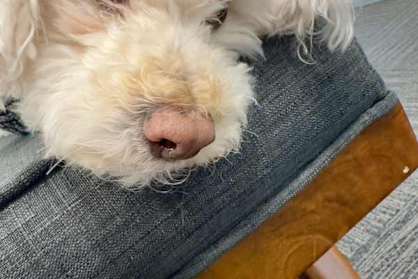 House sit in Corte Madera, CA, US