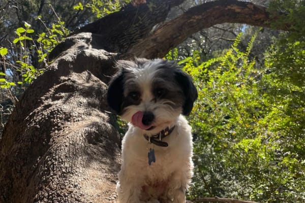 House sit in Austin, TX, US