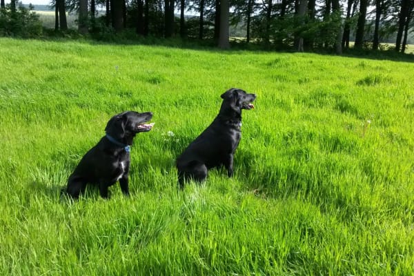 House sit in Helmsley, United Kingdom