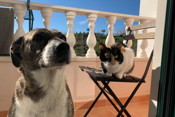 House sit in Amadora, Portugal