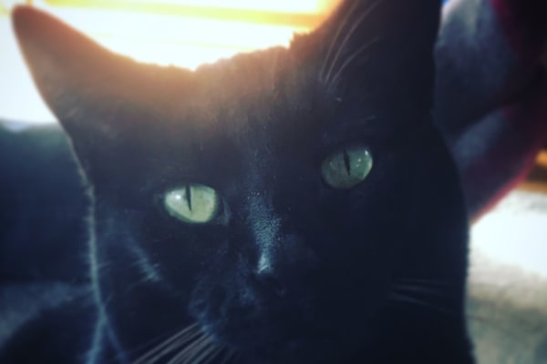 House sit in Lyttelton, New Zealand