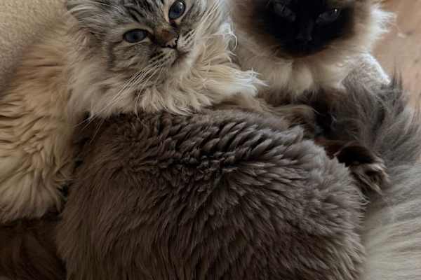 House sit in Amsterdam, Netherlands