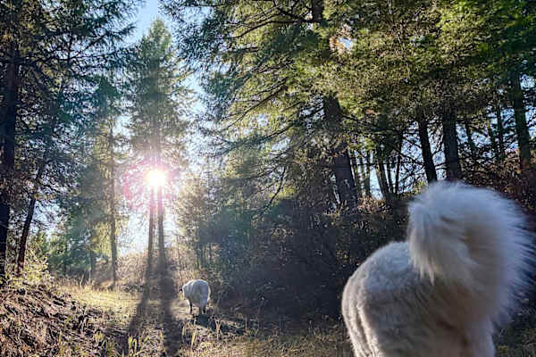 House sit in Spokane, WA, US