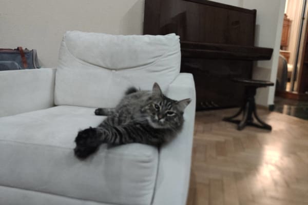 House sit in Tbilisi, Georgia
