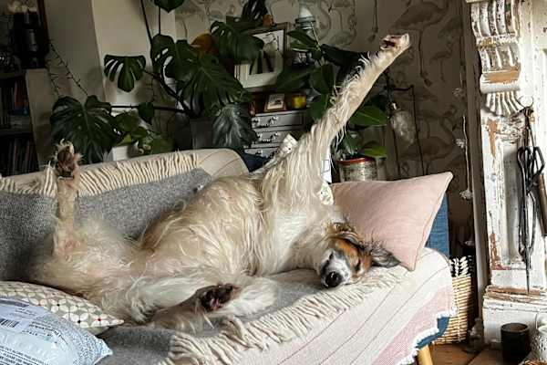 House sit in Totnes, United Kingdom