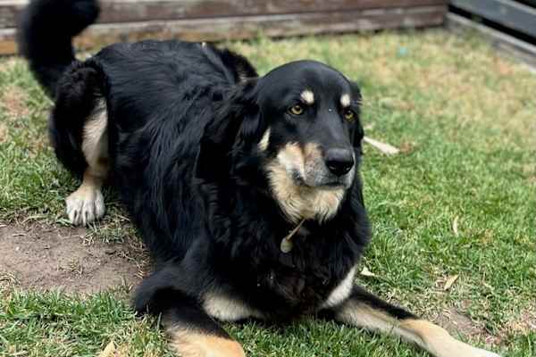 House sit in Geelong, VIC, Australia