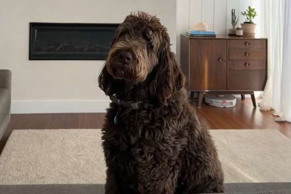 House sit in Newcastle, NSW, Australia