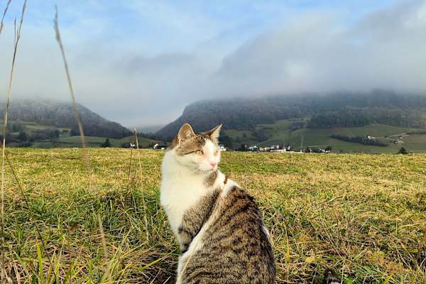 House sit in Aarau, Switzerland