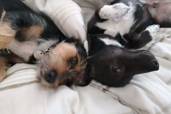 House sit in Claregalway, Ireland