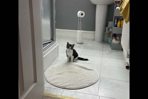 House sit in Portsmouth, United Kingdom