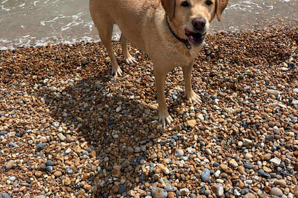 House sit in Deal, United Kingdom