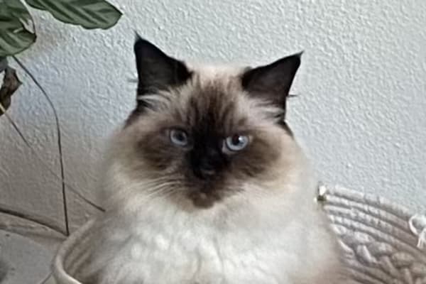 House sit in Mount Coolum, QLD, Australia