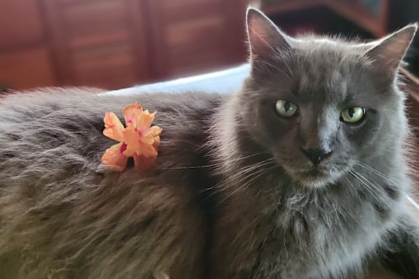 House sit in Bocas del Toro, Panama