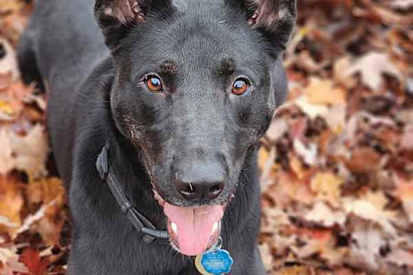 House sit in Albany, OR, US