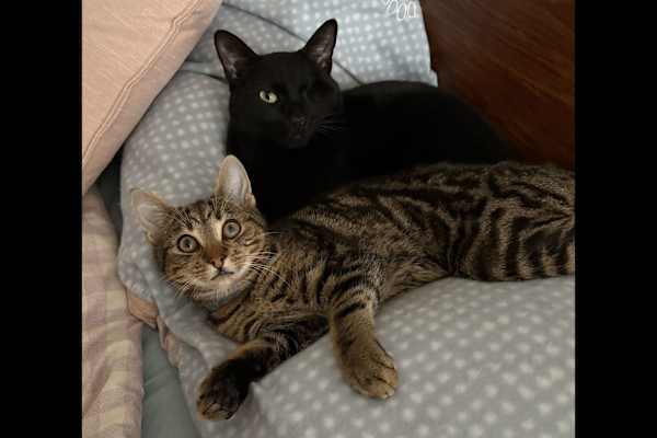 House sit in Melbourne, VIC, Australia
