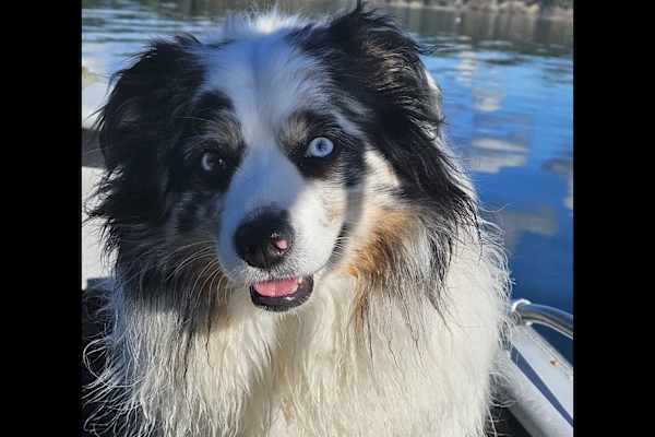 House sit in Lincoln City, OR, US