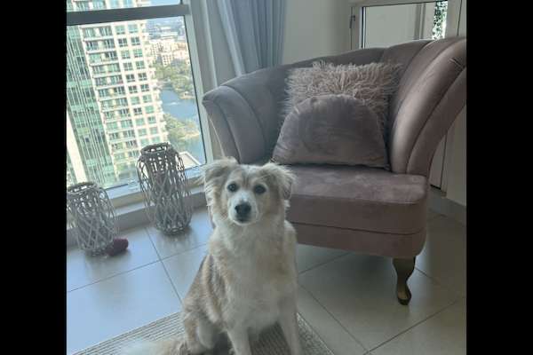 House sit in Dubai, United Arab Emirates