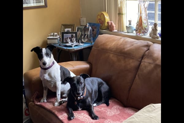 House sit in Bradford-on-Avon, United Kingdom