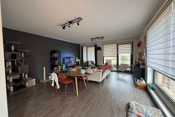 House sit in Amsterdam, Netherlands