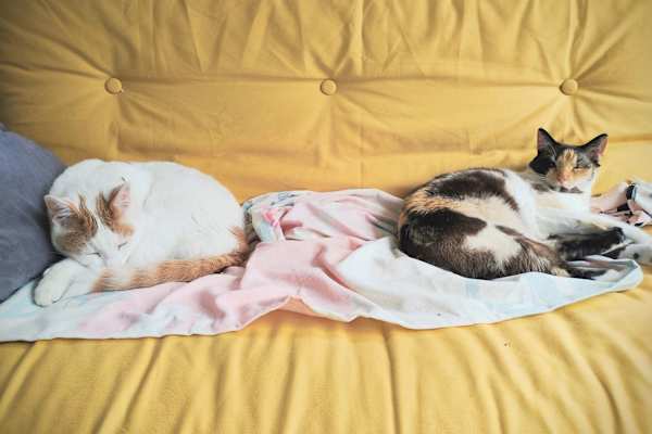 House sit in Farsley, United Kingdom