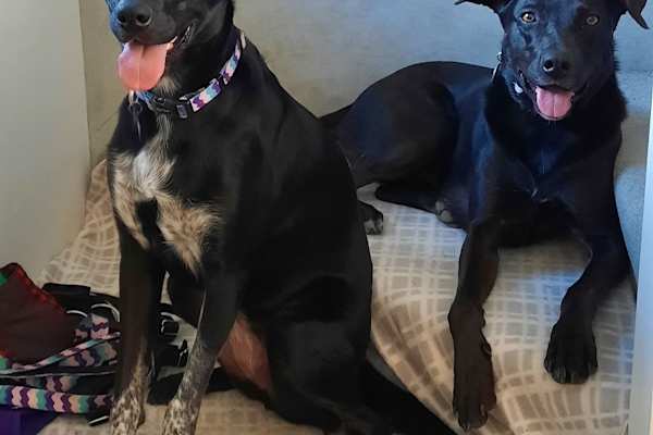 House sit in Lower Hutt, New Zealand