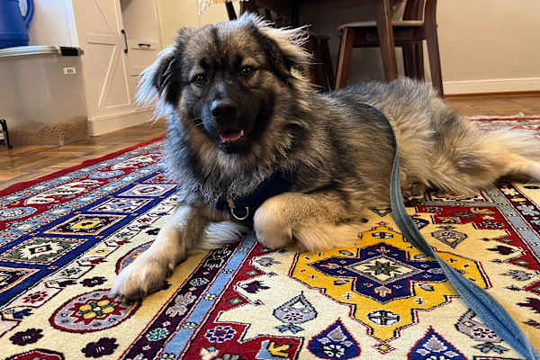 House sit in Richmond, VA, US
