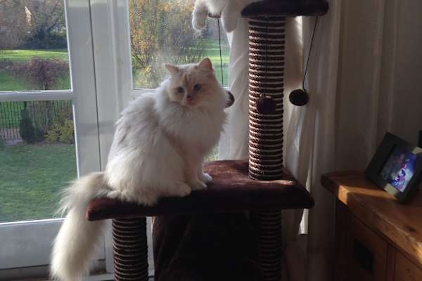 House sit in Windsor, United Kingdom