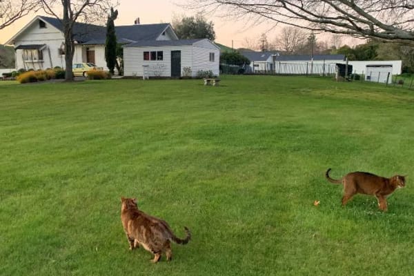 House sit in Waipawa, New Zealand