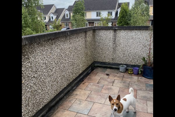 House sit in Luimneach, Ireland